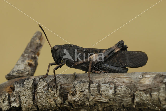 Klappersprinkhaan (Psophus stridulus)