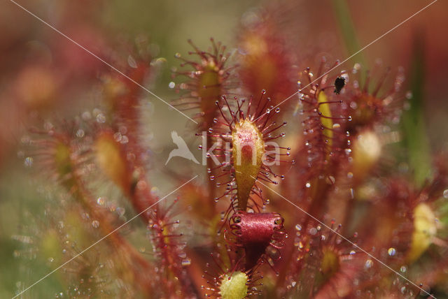 Kleine zonnedauw (Drosera intermedia)