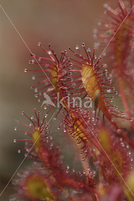 Kleine zonnedauw (Drosera intermedia)