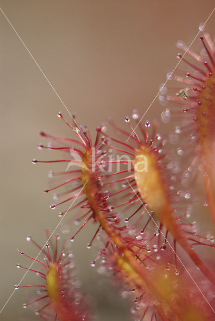Kleine zonnedauw (Drosera intermedia)