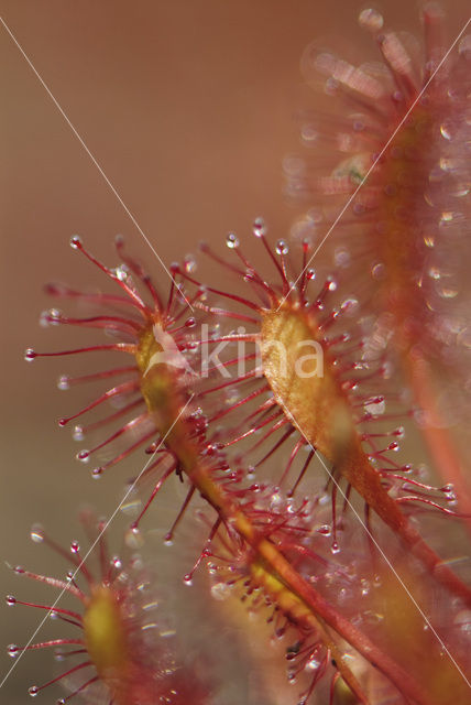 Oblong-leaved Sundew (Drosera intermedia)