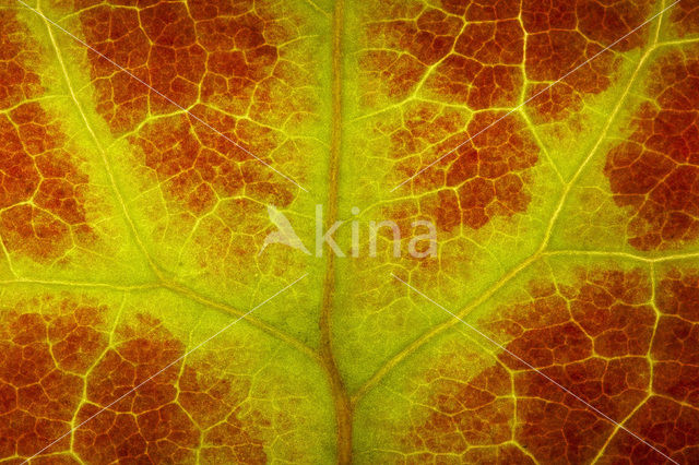 Common ivy (Hedera helix)