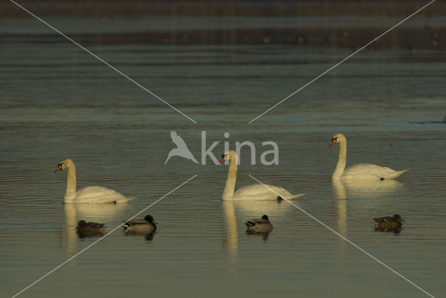 Knobbelzwaan (Cygnus olor)