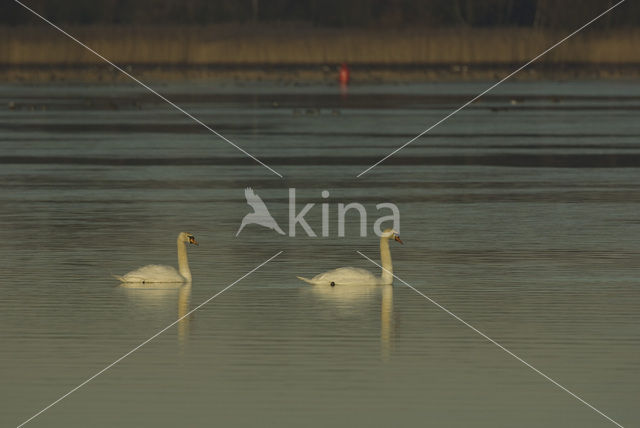 Mute Swan (Cygnus olor)