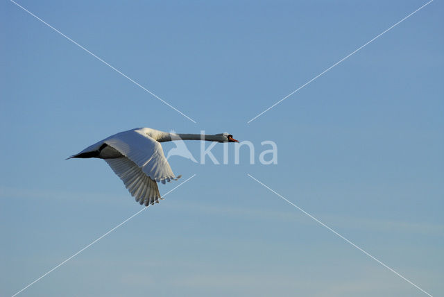 Mute Swan (Cygnus olor)