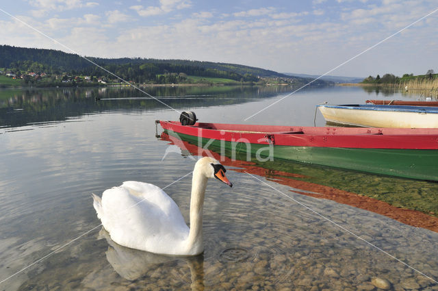 Mute Swan (Cygnus olor)