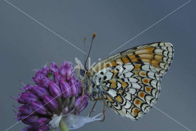 Knoopkruidparelmoervlinder (Melitaea phoebe)