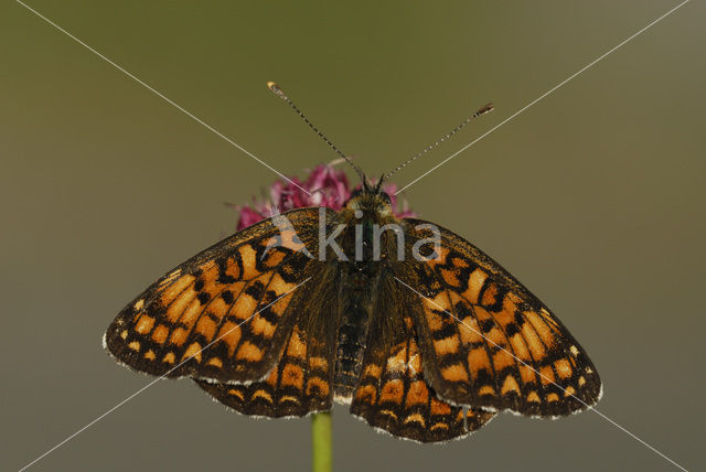 Knoopkruidparelmoervlinder (Melitaea phoebe)