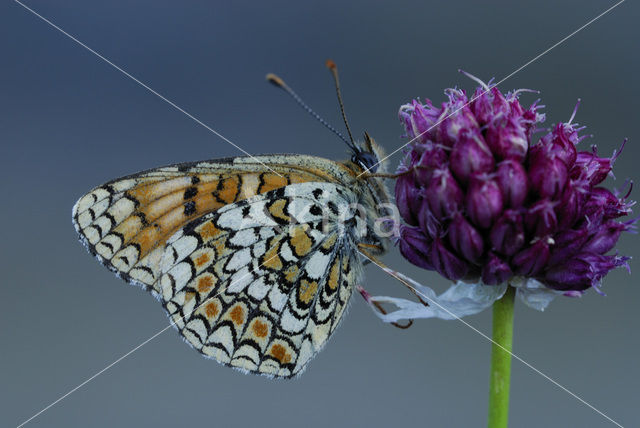 Knapweed Fritillary (Melitaea phoebe)