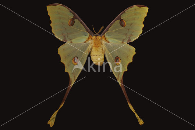 African moon moth (Argema mimosae)