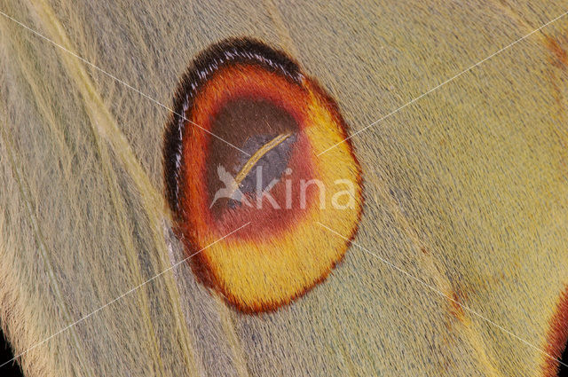 Komeetstaartmot (Argema mimosae)