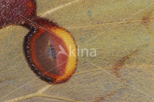 Komeetstaartmot (Argema mimosae)