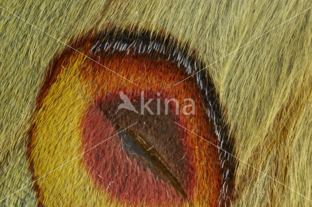Komeetstaartmot (Argema mimosae)