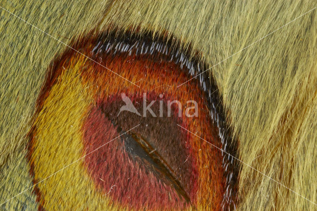 Komeetstaartmot (Argema mimosae)