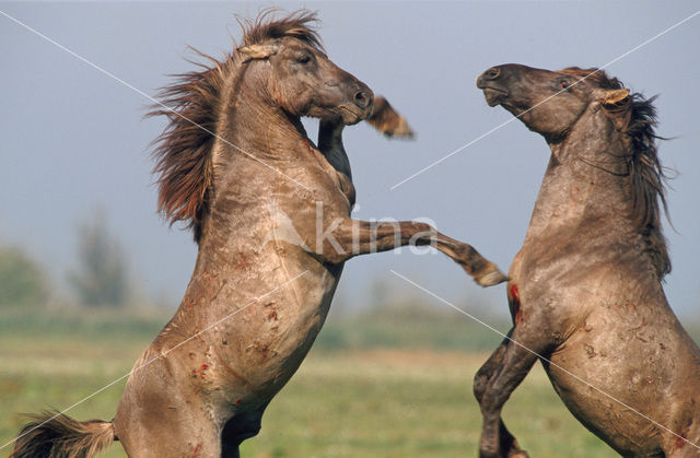 Konik horse (Equus spp)