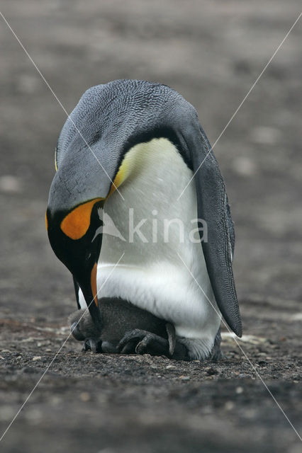 King penguin (Aptenodytes patagonicus)