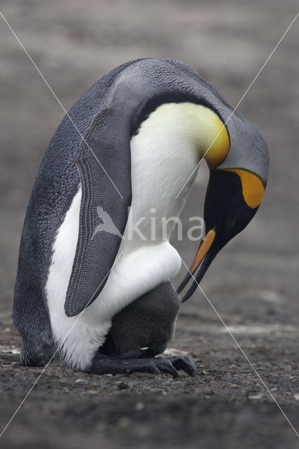 King penguin (Aptenodytes patagonicus)