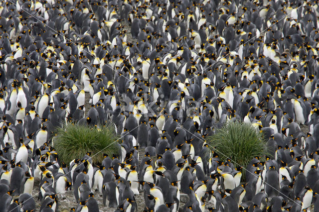 King penguin (Aptenodytes patagonicus)