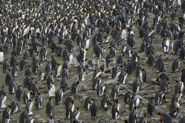 Koningspinguin (Aptenodytes patagonicus)