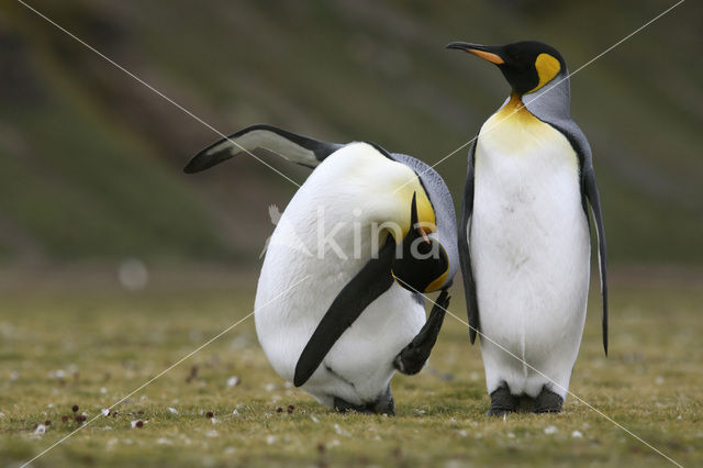 King penguin (Aptenodytes patagonicus)