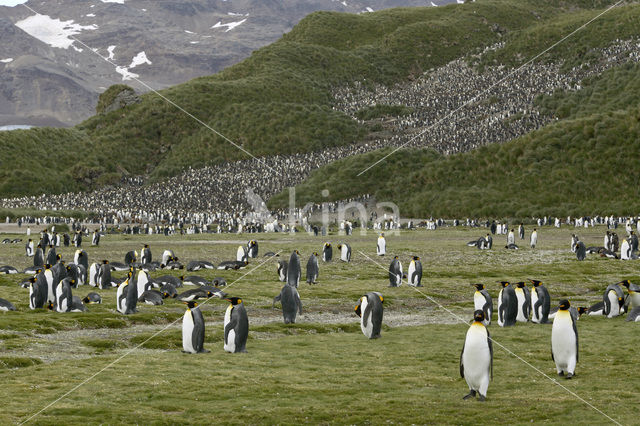 King penguin (Aptenodytes patagonicus)