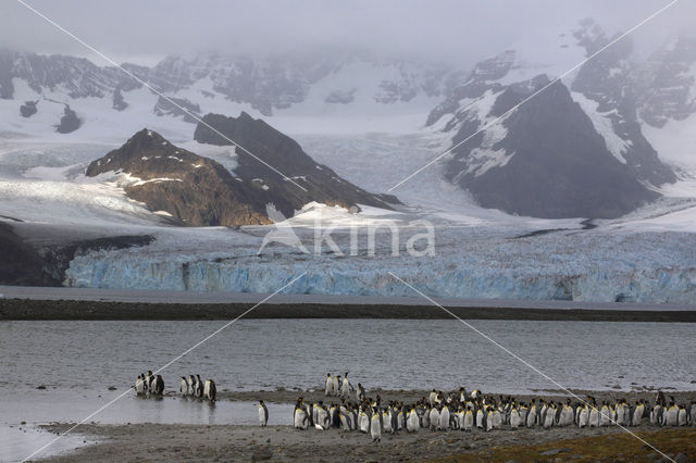 King penguin (Aptenodytes patagonicus)