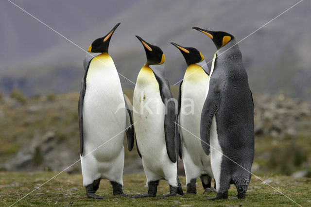 King penguin (Aptenodytes patagonicus)