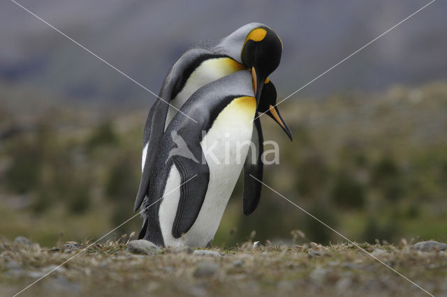 King penguin (Aptenodytes patagonicus)