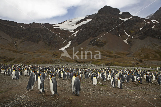 King penguin (Aptenodytes patagonicus)