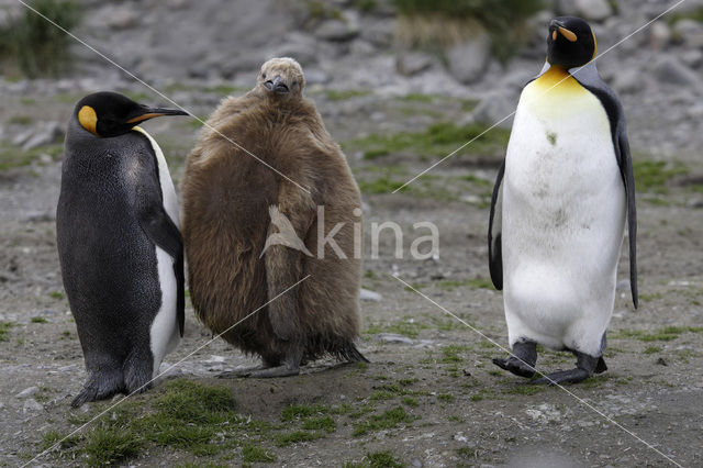 King penguin (Aptenodytes patagonicus)