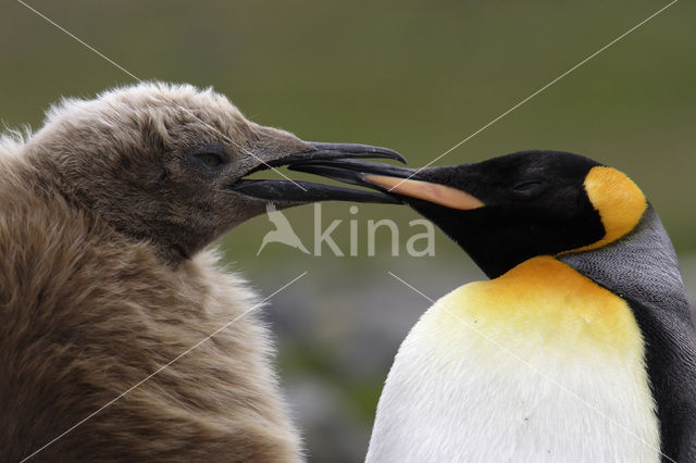 King penguin (Aptenodytes patagonicus)