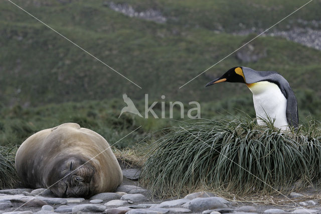 King penguin (Aptenodytes patagonicus)