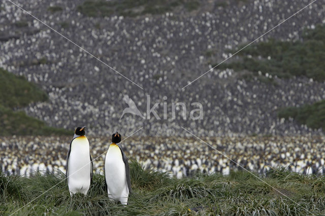 King penguin (Aptenodytes patagonicus)
