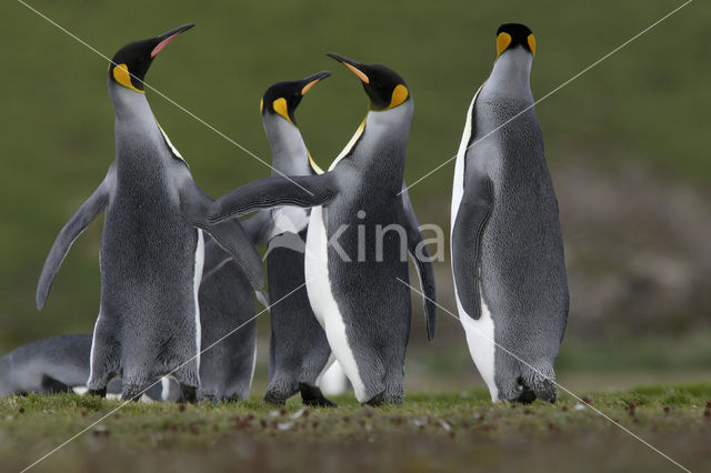 King penguin (Aptenodytes patagonicus)