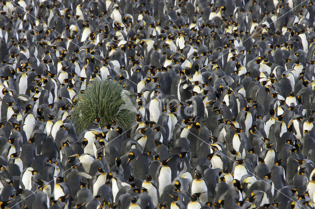 King penguin (Aptenodytes patagonicus)