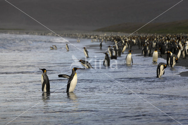 King penguin (Aptenodytes patagonicus)