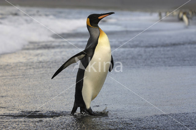 King penguin (Aptenodytes patagonicus)