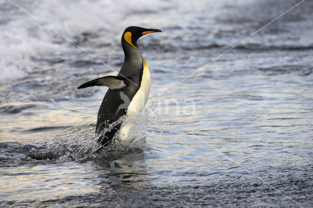 King penguin (Aptenodytes patagonicus)