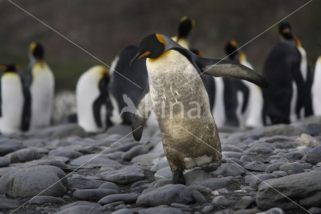 Koningspinguin (Aptenodytes patagonicus)