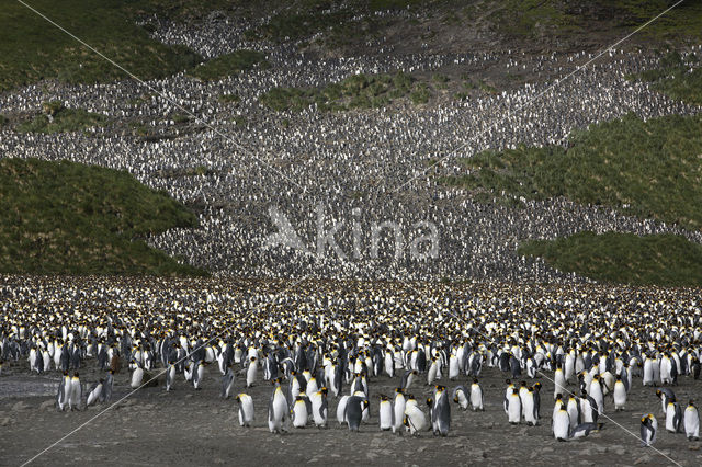 King penguin (Aptenodytes patagonicus)
