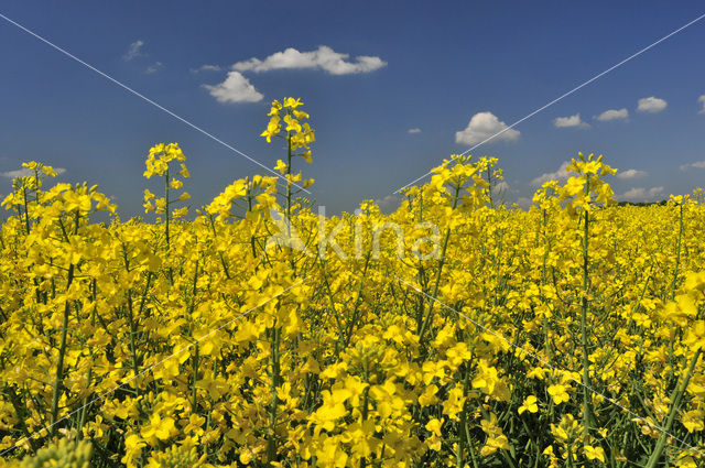 Koolzaad (Brassica napus)