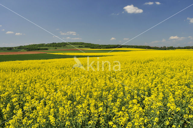 Koolzaad (Brassica napus)