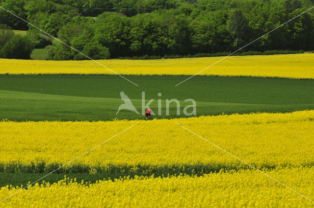 Koolzaad (Brassica napus)