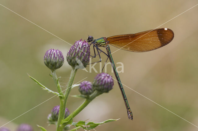 Mediterranean Demoiselle (Calopteryx haemorrhoidalis)