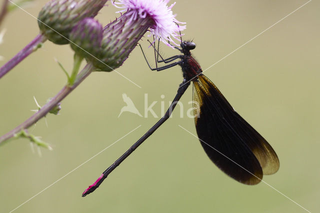 Koperen beekjuffer (Calopteryx haemorrhoidalis)