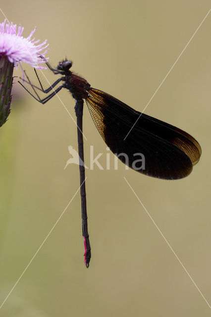 Mediterranean Demoiselle (Calopteryx haemorrhoidalis)