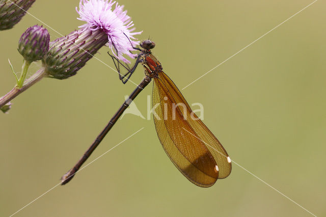 Mediterranean Demoiselle (Calopteryx haemorrhoidalis)