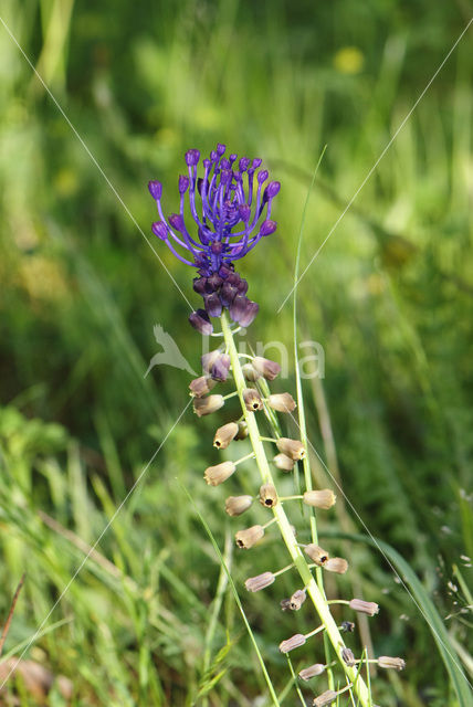 Tassel Hyacinth (Muscari comosum)