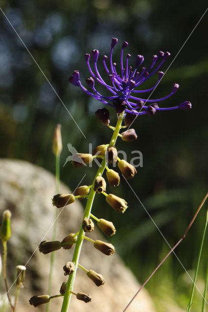 Tassel Hyacinth (Muscari comosum)