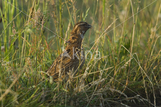 Kwartel (Coturnix coturnix)